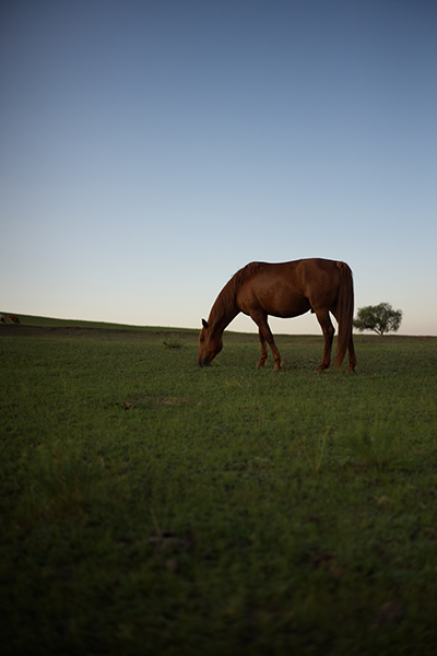 mongolia